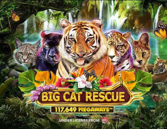 Icon of Big Cat Rescue Megaways